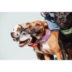 Hurtta Weekend Warrior Collar 24 Hurtta Weekend Warrior Collar -Hondenbenodigdheden hurtta weekend warrior collar 189084 0500 none