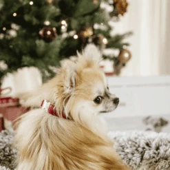 Kentucky Dogwear Corduroy Hondenhalsband -Hondenbenodigdheden kentucky dogwear corduroy hondenhalsband 219200 0500 none