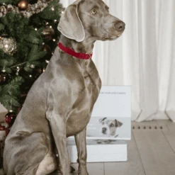 Kentucky Dogwear Corduroy Hondenhalsband -Hondenbenodigdheden kentucky dogwear corduroy hondenhalsband 219201 0500 none