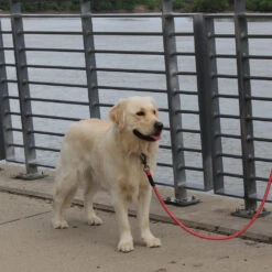 KONG Rope Leash - Zwart -Hondenbenodigdheden kong rope leash 194549 1000 none