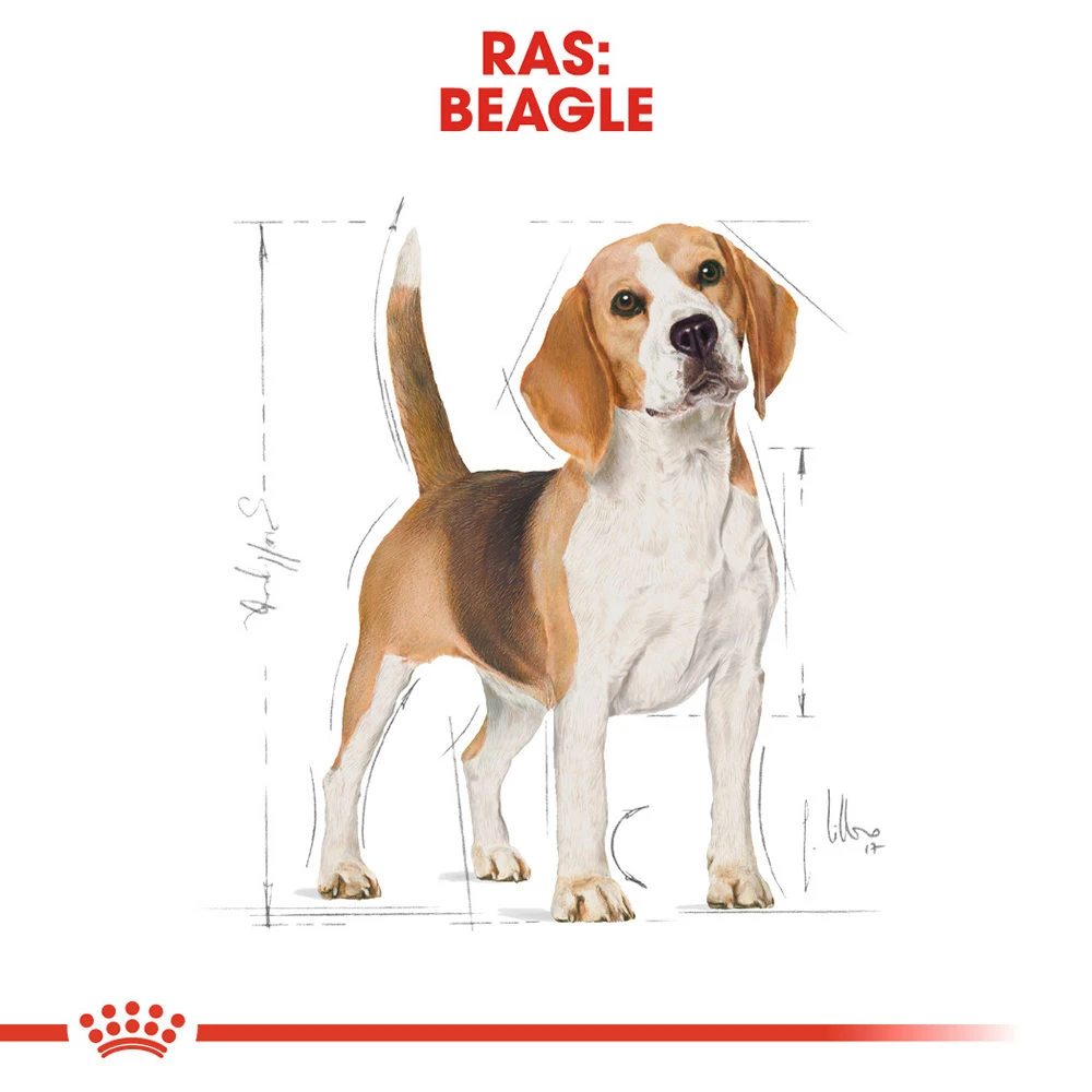 Royal Canin Beagle Adult - Hondenvoer 6 Royal Canin Beagle Adult - Hondenvoer - Afbeelding 4