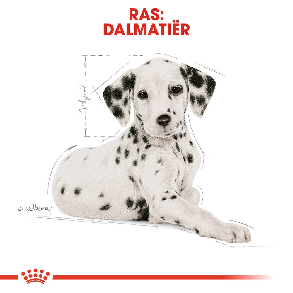 Royal Canin Dalmatian Junior - Hondenvoer 7 Royal Canin Dalmatian Junior - Hondenvoer - Afbeelding 5