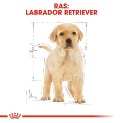 Royal Canin Labrador Retriever Puppy - Hondenvoer 18 Royal Canin Labrador Retriever Puppy - Hondenvoer -Hondenbenodigdheden royal canin labrador retriever puppy hondenvoer 139444 1000 none
