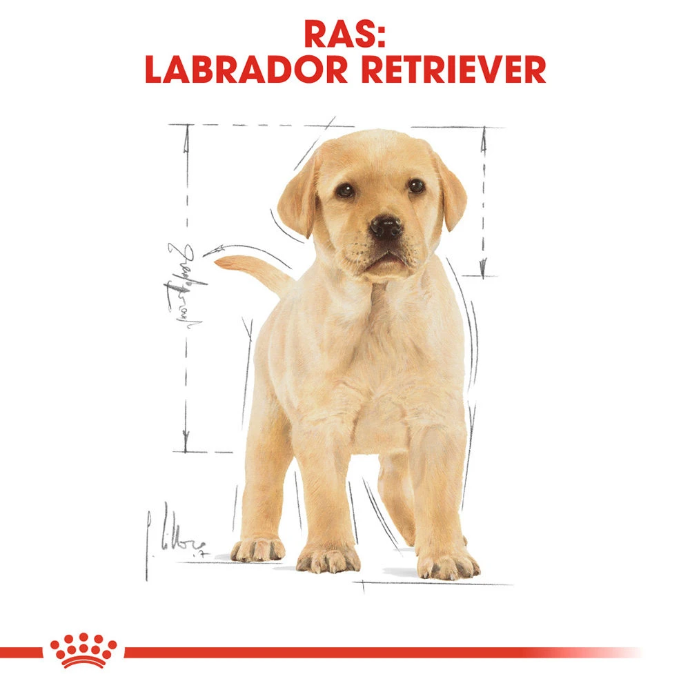 Royal Canin Labrador Retriever Puppy - Hondenvoer 8 Royal Canin Labrador Retriever Puppy - Hondenvoer - Afbeelding 6
