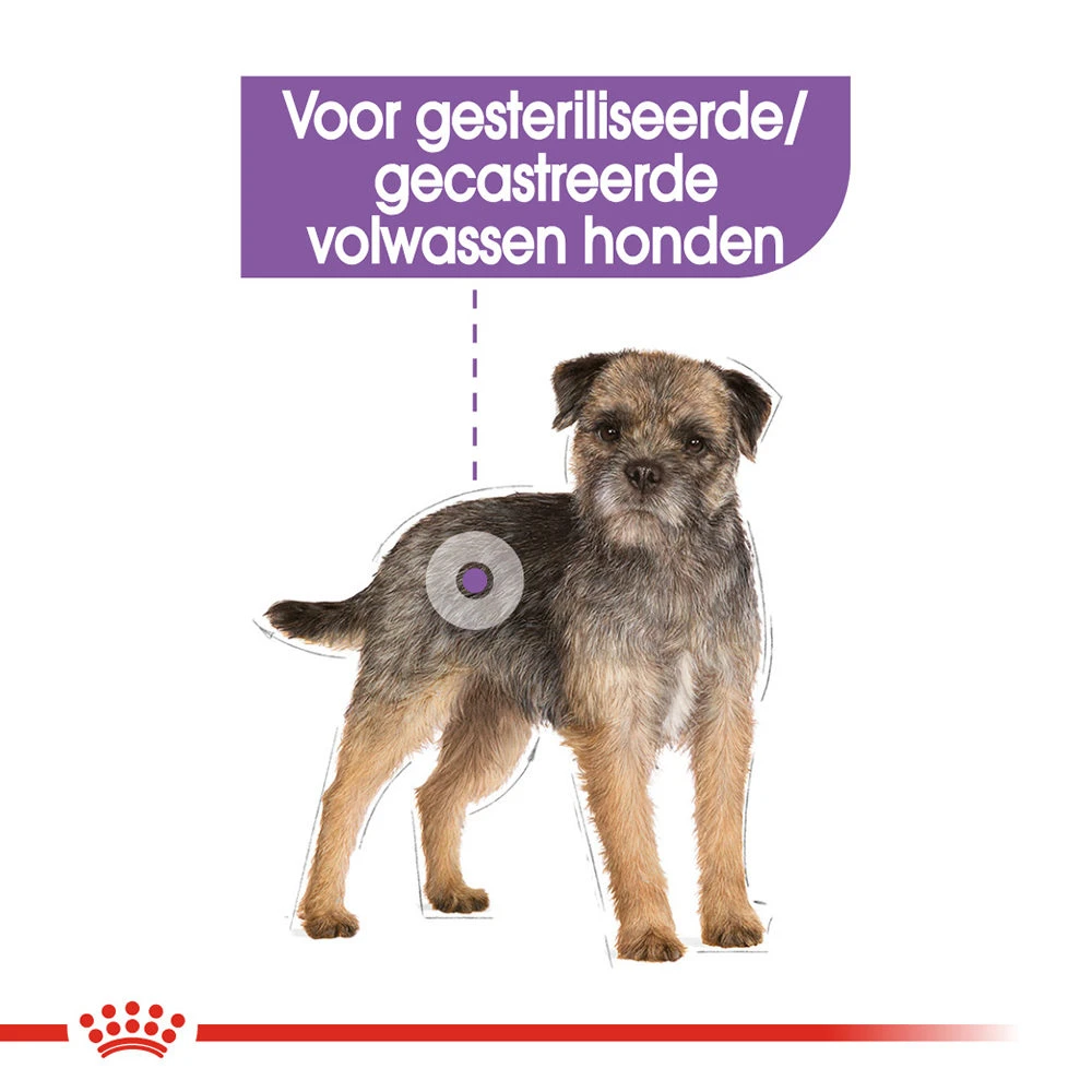 Royal Canin Mini Sterilised - Hondenvoer 8 Royal Canin Mini Sterilised - Hondenvoer - Afbeelding 6