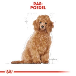 Royal Canin Poodle Puppy - Hondenvoer -Hondenbenodigdheden royal canin poodle puppy hondenvoer 139759 1000 none