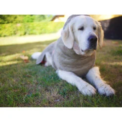 Siccaro WetDog SupremePro 2.0 -Hondenbenodigdheden siccaro wetdog supremepro 20 216998 2000 none