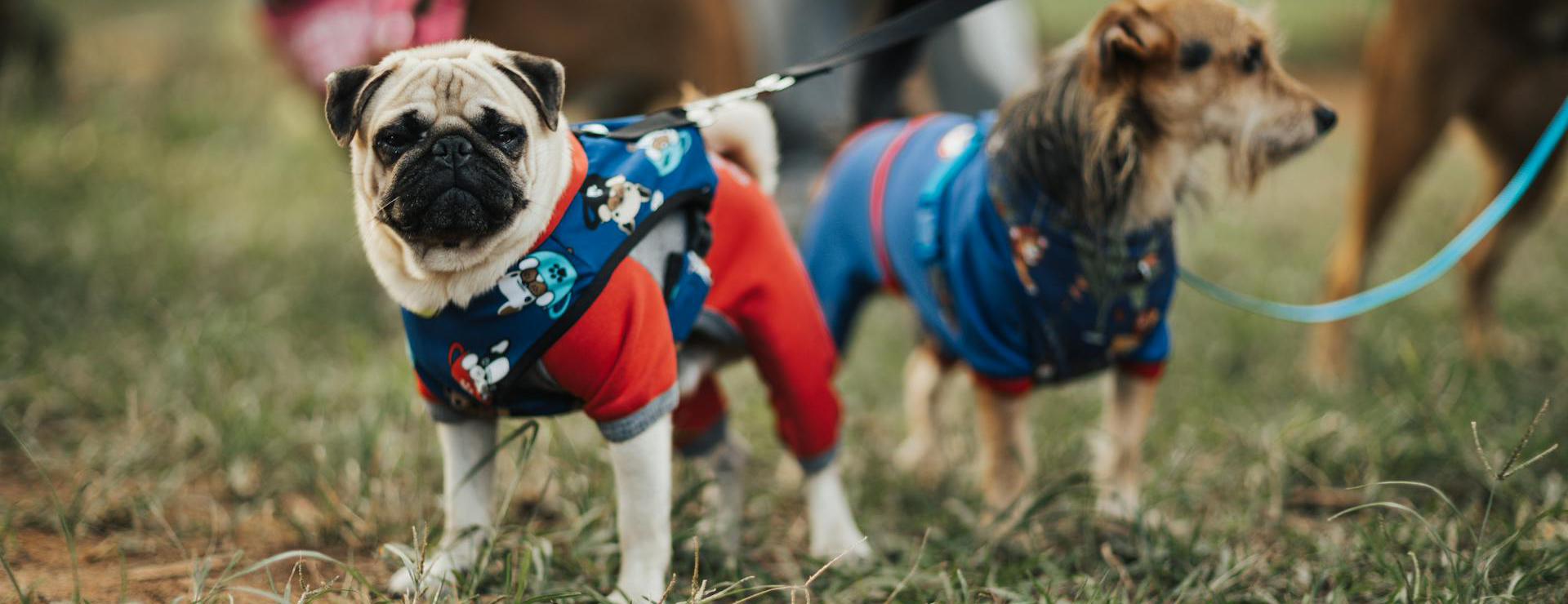 Hondenbenodigdheden 3 Hondenbenodigdheden -Hondenbenodigdheden pexels bertellifotografia 16652392