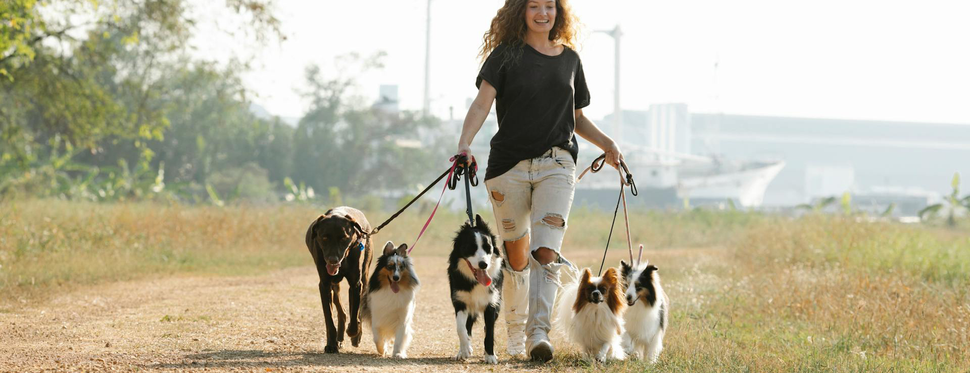 Hondenbenodigdheden 1 Hondenbenodigdheden -Hondenbenodigdheden pexels blue bird 7210537